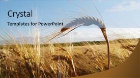  Presentation with ear - Amazing slides having ear of barley on cornfield background backdrop and a light blue colored foreground