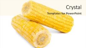  Presentation with corn cob - Colorful slide set enhanced with ear of corn isolated backdrop and a yellow colored foreground