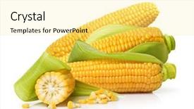  Presentation with corn - PPT layouts having ear of corn isolated background and a blonde colored foreground