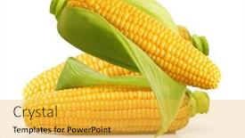  Presentation with ear - PPT theme featuring ear-of-corn-isolated background and a yellow colored foreground