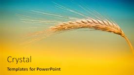  Presentation with ear - Colorful presentation theme enhanced with ear-of-corn backdrop and a gold colored foreground