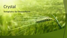  Presentation with ear - Presentation theme having ear of green wheat background and a yellow colored foreground