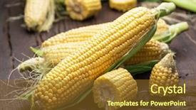  Presentation with maize - Beautiful presentation theme featuring ear of maize or corn backdrop and a  colored foreground
