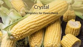  Presentation with maize - Amazing PPT theme having ear of maize or corn backdrop and a yellow colored foreground