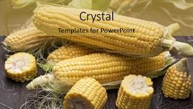  Presentation with maize - PPT theme with ear of maize or corn background and a yellow colored foreground