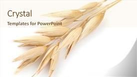  Presentation with oat - Slide deck enhanced with ear of oats in closeup background and a lemonade colored foreground