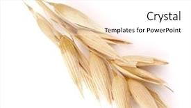  Presentation with oat - Slides with ear of oats in closeup background and a white colored foreground