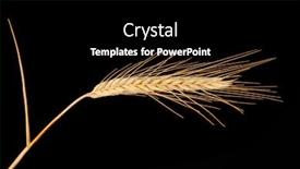  Presentation with ear - Presentation theme featuring ear-of-rye-isolated background and a black colored foreground