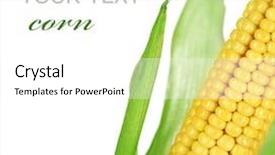  Presentation with sweet corn - PPT theme having ear of sweet corn isolated background and a white colored foreground