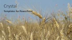  Presentation with ear - Theme having ear-of-wheat-in-sicily background and a light blue colored foreground