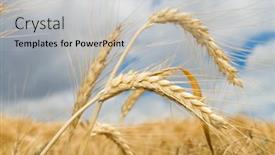  Presentation with ear - 