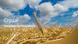  Presentation with dark blue sky stars - PPT theme having ear of wheat with dark background and a  colored foreground