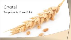  Presentation with ear - Amazing PPT layouts having ear-of-wheat backdrop and a white colored foreground