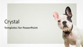 Presentation with free dog - Amazing slides having ear presentations - adorable french bulldog puppy dog backdrop and a white colored foreground