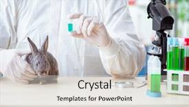  Presentation with vet imaging - Audience pleasing PPT layouts consisting of ear presentations - vet doctor checking up rabbit backdrop and a  colored foreground