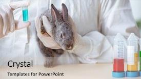  Presentation with vet imaging - Amazing slide deck having ear presentations - vet doctor checking up rabbit backdrop and a  colored foreground