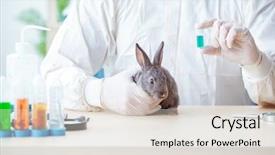  Presentation with vet imaging - Amazing theme having ear presentations - vet doctor checking up rabbit backdrop and a light gray colored foreground