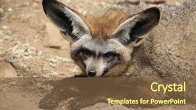  Presentation with fox - Colorful slides enhanced with eared fox otocyon megalotis wildlife backdrop and a tawny brown colored foreground