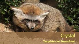  Presentation with fox - Slide set with eared fox otocyon megalotis wildlife background and a tawny brown colored foreground