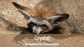  Presentation with fox - Beautiful presentation theme featuring eared fox otocyon megalotis wildlife backdrop and a  colored foreground
