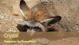  Presentation with bat mitzvah - Cool new presentation design with eared fox otocyon megalotis wildlife backdrop and a  colored foreground