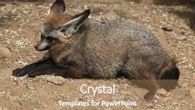  Presentation with bat mitzvah - Beautiful theme featuring eared fox otocyon megalotis wildlife backdrop and a  colored foreground