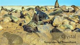  Presentation with africa tourism - PPT theme consisting of eared-seals-bask background and a yellow colored foreground