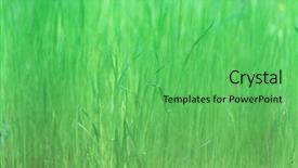  Presentation with spring nature grass - PPT theme having earl spring soft tall grass background and a seafoam green colored foreground