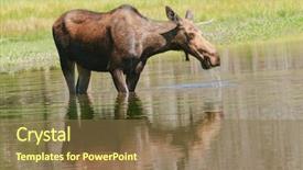  Presentation with wyoming - PPT theme featuring early america - female moose cow feeding background and a coral colored foreground