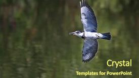  Presentation with bridge over troubled water - Cool new PPT layouts with early bird - belted kingfisher flying over water backdrop and a tawny brown colored foreground