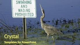  Presentation with of a gray wolf - Theme having early bird - gray heron wading background and a tawny brown colored foreground