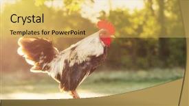  Presentation with early bird - Beautiful presentation theme featuring early bird - rooster back lit by rising backdrop and a yellow colored foreground