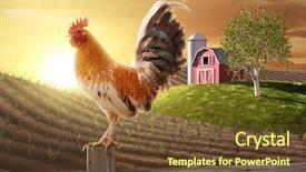  Presentation with early bird - Slide set having early bird - rooster perched upon a farm background and a tawny brown colored foreground