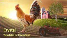  Presentation with early bird - PPT theme with early bird - rooster perched upon a farm background and a tawny brown colored foreground