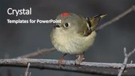  Presentation with ruby red - Theme consisting of early bird - single ruby crowned kinglet perched background and a dark gray colored foreground