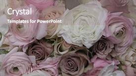  Presentation with reproduction - Colorful slides enhanced with early color technique reproduction showing backdrop and a coral colored foreground