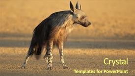  Presentation with kalahari - Presentation design enhanced with early morning light kalahari desert background and a coral colored foreground