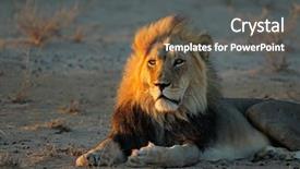  Presentation with male lion - Beautiful slide set featuring early morning light kalahari backdrop and a dark gray colored foreground