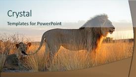  Presentation with lions - Audience pleasing slide deck consisting of early morning light kalahari backdrop and a sky blue colored foreground