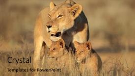  Presentation with kalahari - Cool new PPT layouts with early morning light kalahari backdrop and a gold colored foreground