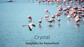  Presentation with africa tourism - Amazing slides having early-morning-on-the-atlantic backdrop and a light blue colored foreground