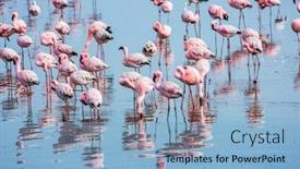  Presentation with morning sunrise - Theme consisting of early-morning-on-the-atlantic background and a light blue colored foreground