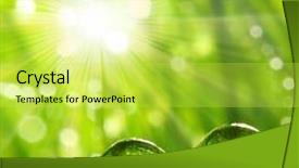  Presentation with dew - PPT layouts with early morning sunny day concept background and a yellow colored foreground