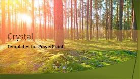  Presentation with forest morning - Slide set consisting of early morning with sunrise in pine forest background and a yellow colored foreground