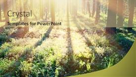  Presentation with forest morning - Cool new PPT theme with early morning with sunrise in pine forest backdrop and a blonde colored foreground
