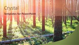  Presentation with forest morning - PPT layouts consisting of early morning with sunrise in pine forest background and a coral colored foreground
