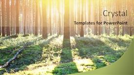  Presentation with forest morning - Presentation theme enhanced with early morning with sunrise in pine forest background and a blonde colored foreground