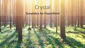  Presentation with forest morning - PPT theme with early morning with sunrise in pine forest background and a lemonade colored foreground