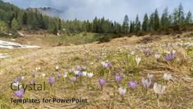  Presentation with alps - Slides having early-spring-blooming-meadow background and a coral colored foreground
