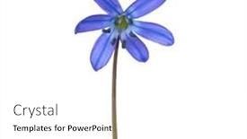  Presentation with spring - Slide set having early-spring-flower-of-siberian and a white colored foreground